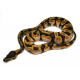 Королевский питон (Calico Enchi), S