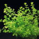 Микрантемум тенистый (с грузом) (Micranthemum umbrosum)