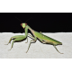 Богомол (Hierodula cf. rufopatellata)