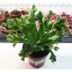 Асплениум "Антикум" (Asplenium antiquum) 12'