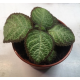 Эписция (Episcia sp.) 8'