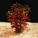 Людвигия Натанс (в горшке) (Ludwigia natans)