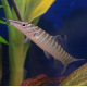 Боция тигровая (Syncrossus hymenophysa)