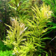 Несея педицеллата (с грузом) (Nesaea pedicellata)