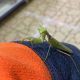 Богомол азиатский (Hierodula patellifera)