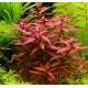 Людвигия перуанская Даймонд (с грузом) (Ludwigia Peruensis)