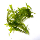 Мох Камерун, (порция 1 гр) (Plagiochilaceae sp. Cameroon moss)