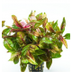 Альтернантера Бетзикиана красная (с грузом) (Alternanthera bettzickiana)