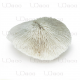 UDeco Disk Coral S- Коралл дисковидный S
