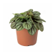 Пеперомия белополосая (Peperomia albovitatta "Piccola Banda") 8'