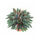 Пеперомия Каперата (Peperomia caperata) 8'