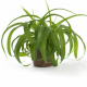 Хлорофитум микс (Chlorophytum sp.) 10'