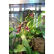 Орхидея камбрия (Orchidaceae cambria) 15'