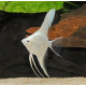 Скалярия белая (L) (Pterophyllum scalare)
