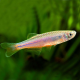 Данио жемчужный (M) (Danio albolineatus)