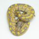 Королевский питон Banana blade het clown