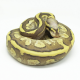 Королевский питон Vanilla Cream Mojave