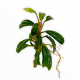 Буцефаландра Брауни Феникс (ветка) (Bucephalandra sp. Brownie Phoenix)
