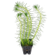 Перистолистник Пропинум (с грузом) (Myriophyllum Propinquum)