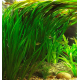 Валлиснерия гигантская (шт) (Vallisneria gigantea)