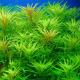 Лимнофила ароматика (с грузом) (Limnophila aromatica)