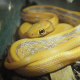 Полоз лучистый Albino, M