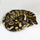Королевский питон (Phantom Yellow belly), L