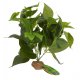 LUCKY REPTILE Декорация для террариумов "Golden Pothos", 30см