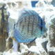 Дискус Туркис (M) (Symphysodon aequifasciatus var.)