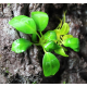 Анубиас Петит (шт) (Anubias barteri var. nana Petite)