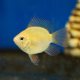 Апистограмма рамирези баллон золотая (Mikrogeophagus ramirezi)