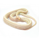Полоз маисовый Snow Tessera