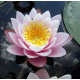 Нимфея Marliacea Carnea розовая (пророщенная)
