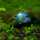 Апистограмма рамирези баллон Электрик блю (Mikrogeophagus ramirezi)