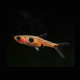 Микрорасбора макулата (Boraras maculatus)р