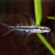 Багрус узорчатый стеклянный (Hyalobagrus ornatus)