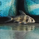 Фрегат, рыба-Парусник (Myxocyprinus asiaticus)