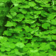 Гидрокотила сибторпиоидес (в горшке) (Hydrocotyle sibthorpioides)