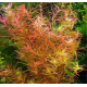 Людвигия Бревипес (в горшке) (Ludwigia brevipes)