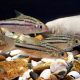 Барбус линеатус (Striuntius lineatus)