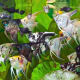 Скалярия ассорти (S) (Pterophyllum scalare)