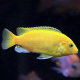 Лабидохромис еллоу (S) (Labidochromis caeruleus var. Yellow)