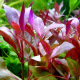 Альтернантера кардинальская (в горшке) (Alternanthera cardinalis)