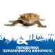 Передержка террариумного животного №2