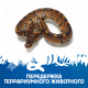 Передержка террариумного животного №4