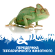 Передержка террариумного животного №5