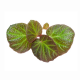 Бегония (Begonia Manaus)