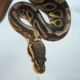 Королевский питон (Mojave Pastel), M