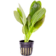 Эхинодорус тигровый зеленый (в горшке) (Echinodorus sp Green Tiger)