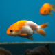 Ранчу Ассорти (Carassius auratus) 3-4 см